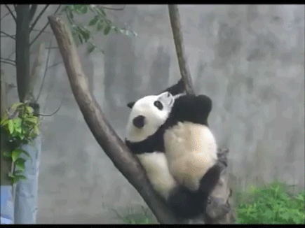 love,animals,climbing,panda,animal,panda cubs