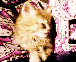 kitten,kittens,cat,wtf do i tag this as im so confuse,this is my cat gordon btw,hes actually adorable