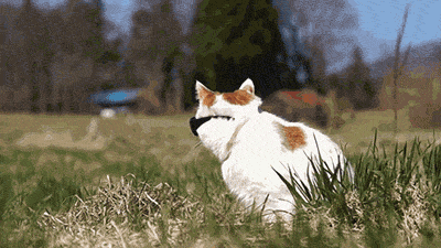 funny,funny gif,funny memes,funny meme,cat,funny picture