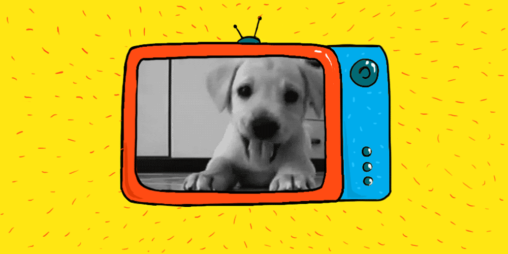 Гифки канал. Телевизор гиф. Собака выключила телевизор. Gif ТВ собачка. Милый телевизор гиф.