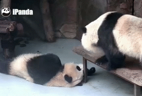 panda,asshole