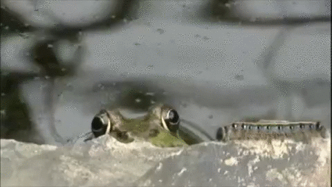 frog,americas funniest home videos,fail,afv