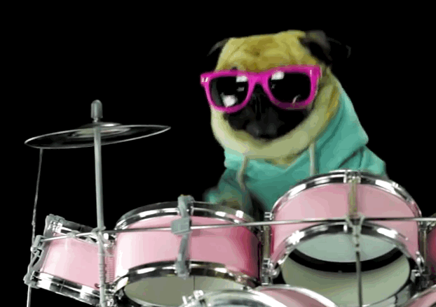 Собака с барабаном. Кот играет на барабанах. Кот-музыкант. Кот барабанщик. Включи музыку друзья