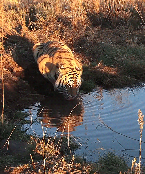 Тигр в природе. Тигр в дикой природе. Тигр на водопое. Звери на водопое.