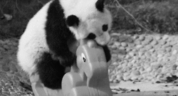 love,black and white,panda,out,loving,this is me,black and grey