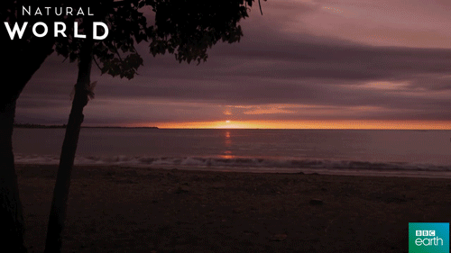 natural world,sunset,puerto rico,bbc earth
