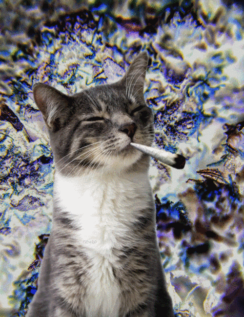 cat,pot,animals,smoking