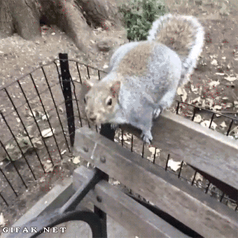 thief,camera,squirrel
