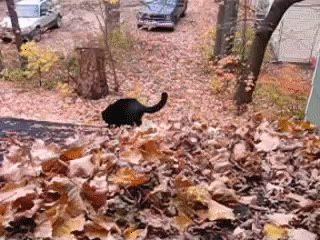 cats,black,play,leaves
