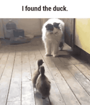cat,duck
