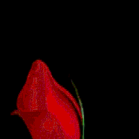 Rose gif box net. BL Rose gif. Непорочная роза гиф гиф. Меладзе роза гиф. London Rose gif.