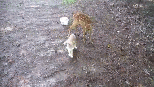 deer,cat,friends,clean