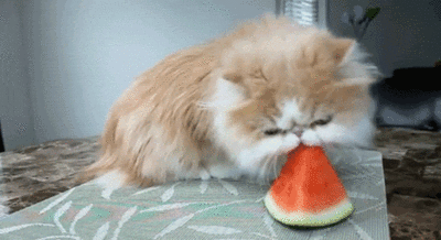 cat,food,eating,watermelon