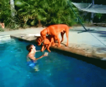 panic,dog,water,under