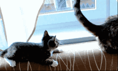 Включи анимацию кота. Гифки с котиками. Кошка гиф. Гифка с котом. Котик gif.