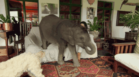animals,elephant