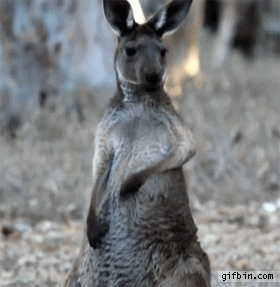 kangaroo,guitar,air