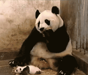 panda,baby,monday,case