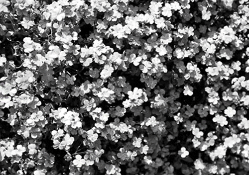 art,black and white,cinemagraph,flowers