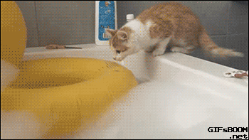 bath,cat