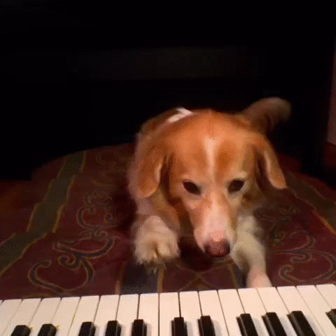 piano,playing,dog