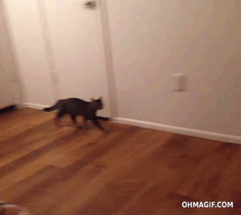 funny,cat,cute,jump,scared,shocked,surprise,prank,mixed