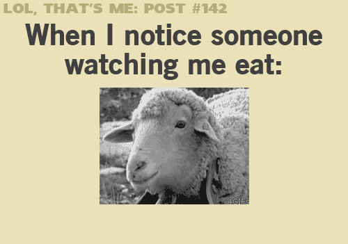 hilarious,sheep,funny,animals,eating,looking