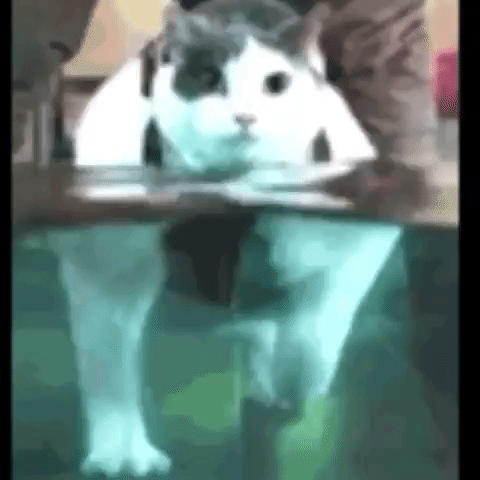cat,cats,thevideobook,funny