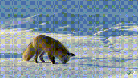 cold,snow,diving,fox