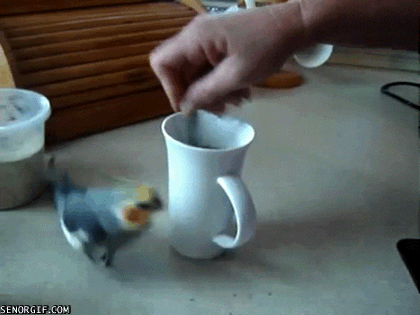 coffee,excited,birds,only