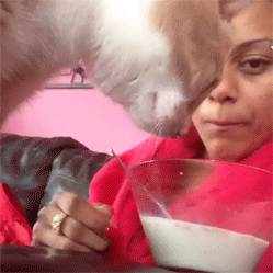 cat,eating,finger,person,get out,cereal