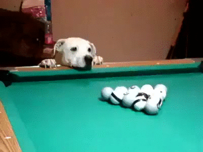 dog,pool