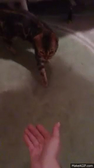 handshake,cat
