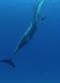 ocean,dolphins,dolphin,water,animal,sea