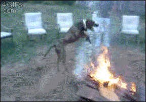 fire,dog,animals,jumps