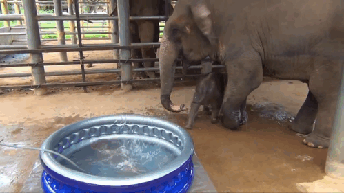 baby,time,elephant,bath