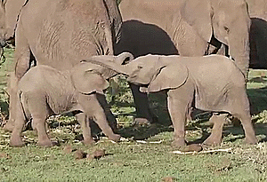baby elephant,elephant