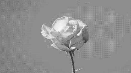 flower,rose,white