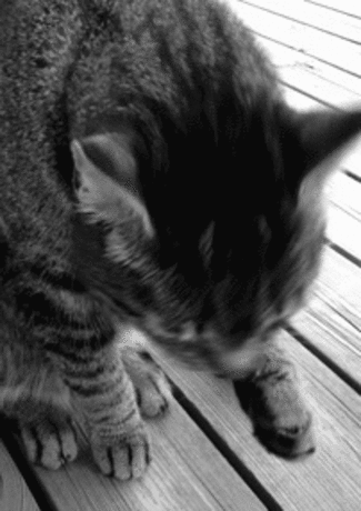 kitten,cat,black and white,animal,bw,follow for follow
