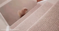 dog,animals,falling,stairs,climbing