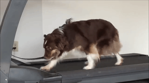 working out,mini aussie,treadmill dog,work out dog
