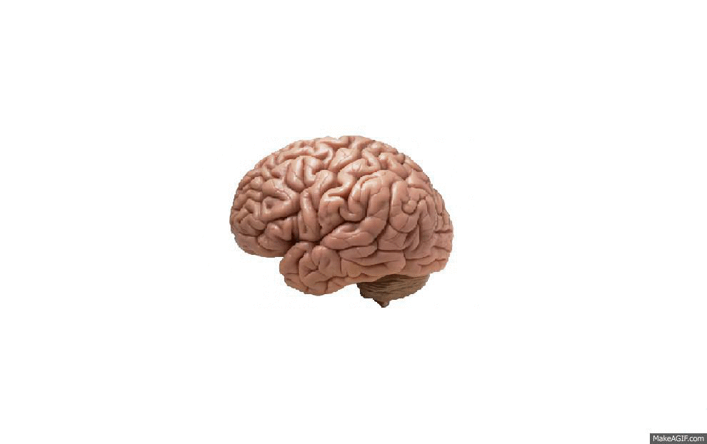 Мозг без головы крокус. Гифки мозг. Мозг человека гиф.