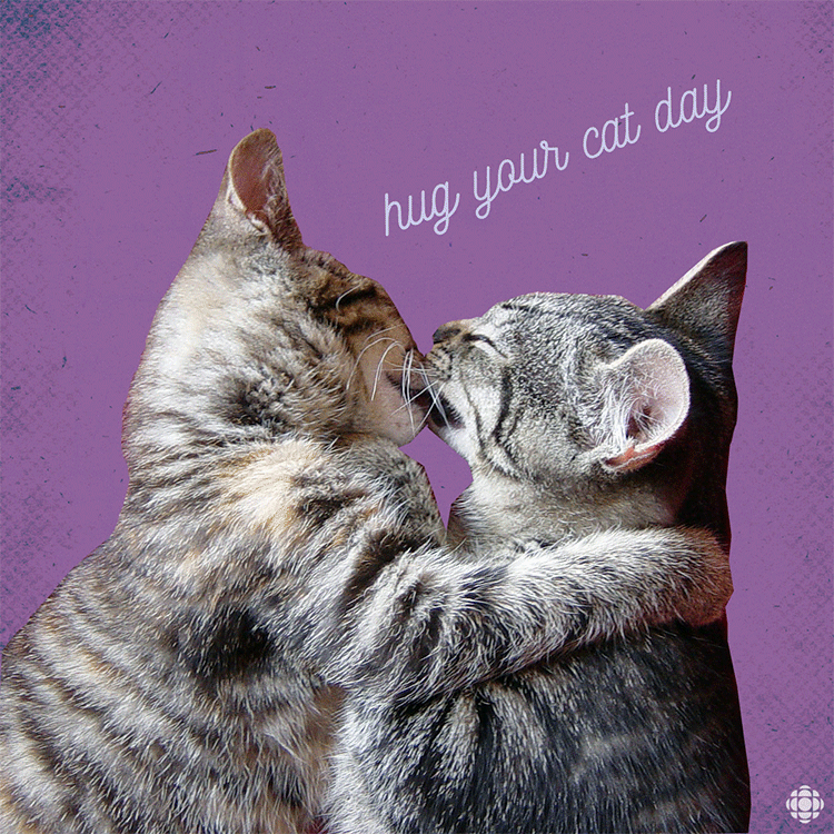hugs,cats,cbc,hug your cat day