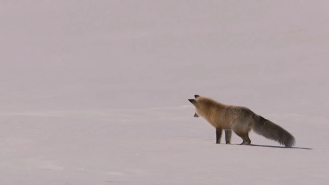 hunting,fox
