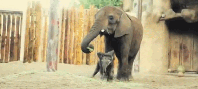 baby,animal,elephant,baby elephant