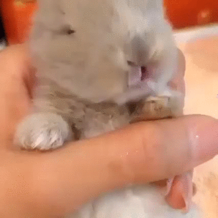 bunny,baby