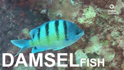 underwater,fish,pbs,education,culture,damselfish