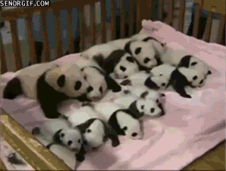 panda,funny,cute,animals,babies
