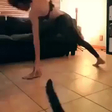 yoga,cat