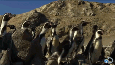 funny,cute,lol,animals,discovery,penguins,discovery channel,sea lions,cute animal